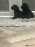 Cockapoo dogs F1 cockapoo puppies - Advert 11