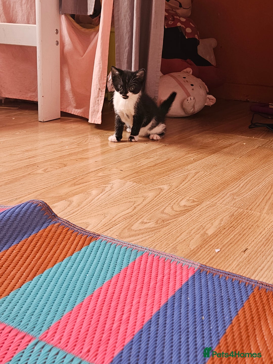 British Shorthair cats for sale: Cat  🤩 - Image 3