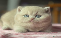 British Shorthair cats for sale: Fawn tortie female kitten ready mild Jan - Advert 4