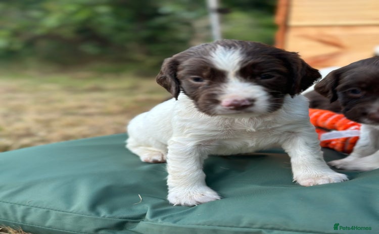 English Springer Spaniel dogs - Advert 2