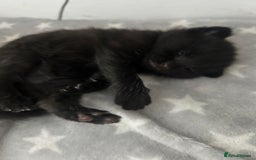 Mixed Breed cats for sale: 🥰 Beautiful kittens 🥰 - Image 20