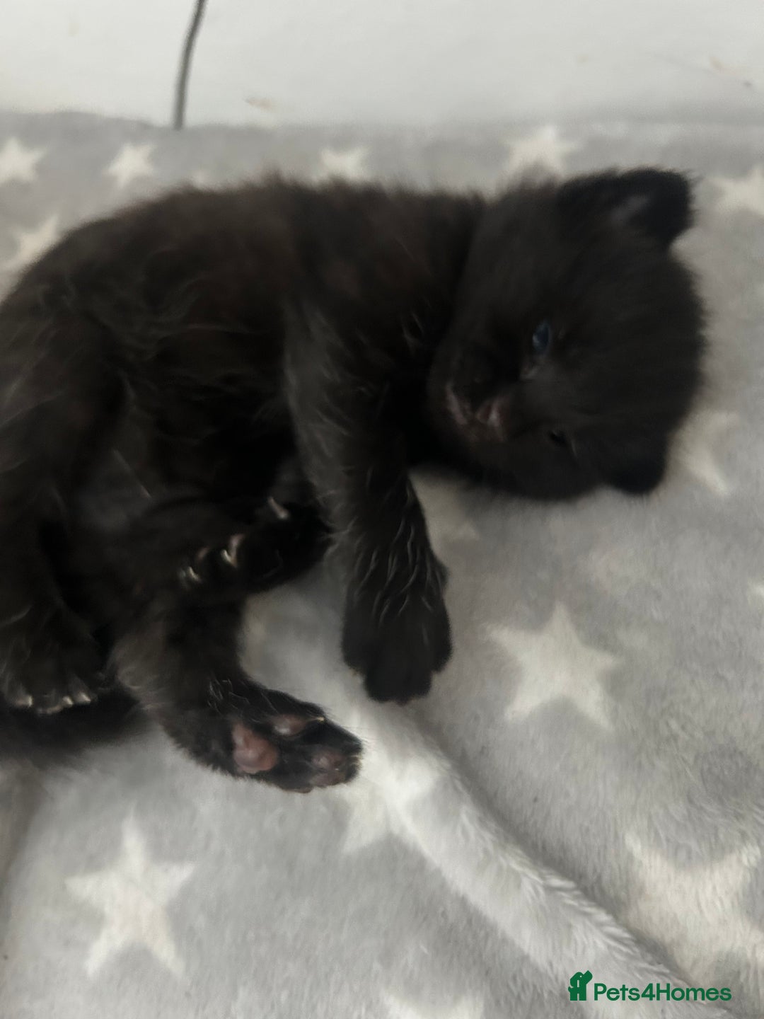 Mixed Breed cats for sale: 🥰 Beautiful kittens 🥰 - Image 20