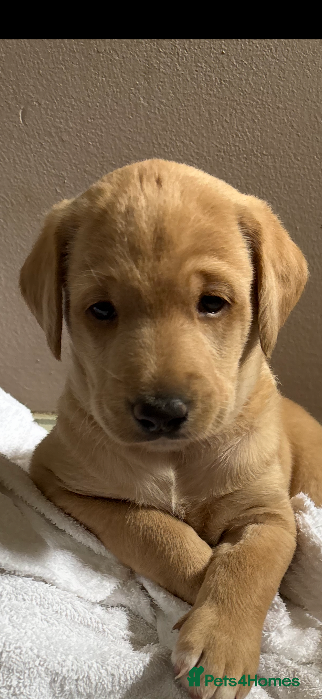 Labradoodle dogs for sale: Labradoodle male puppy - Image 3