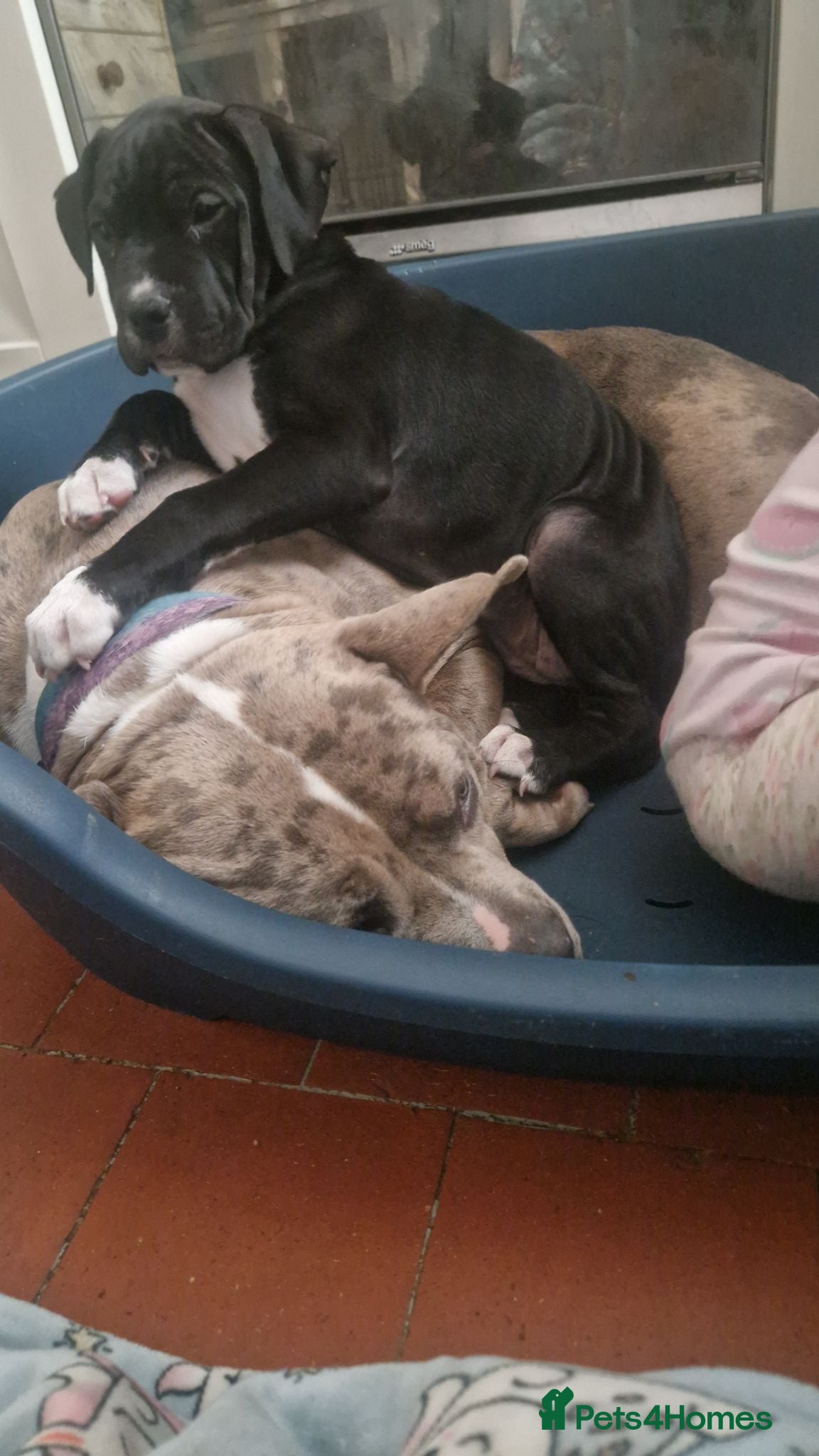 Mixed Breed dogs Here is karma  - Advert 1
