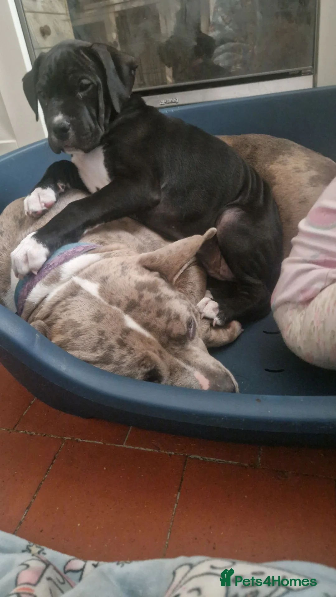 Mixed Breed dogs for sale: Here is karma  - Advert 1