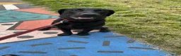 Labrador Retriever dogs for sale: Ralph, he’s American lab and is 3 in November. in Ellesmere Port - Advert 2
