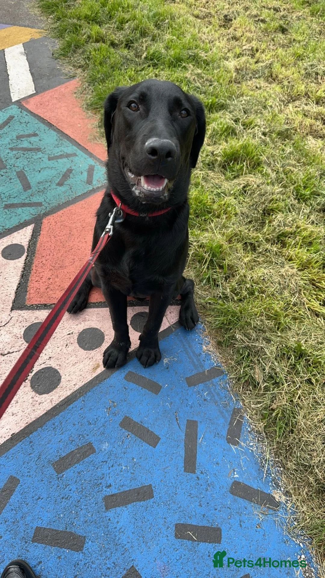 Labrador Retriever dogs for sale: Ralph, he’s American lab and is 3 in November. in Ellesmere Port - Advert 2