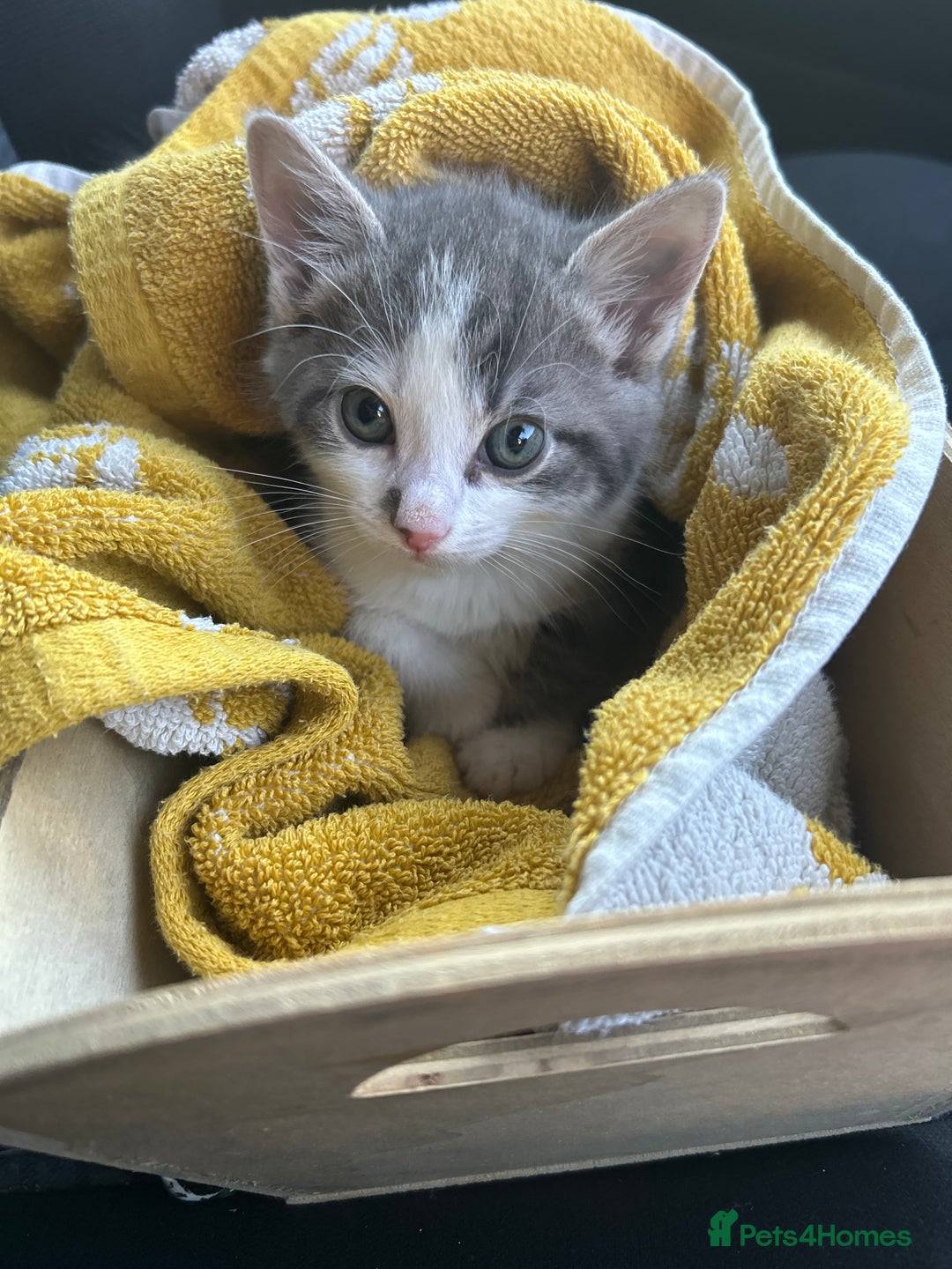 Mixed Breed cats for sale: Male kitten for sale..8 weeks old xx - Image 1