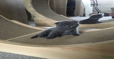 Scottish Fold cats - Advert 1