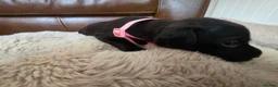 Staffordshire Bull Terrier dogs for sale: Staffordshire Bull terrier puppies 🐶  in Cheltenham - Advert 22