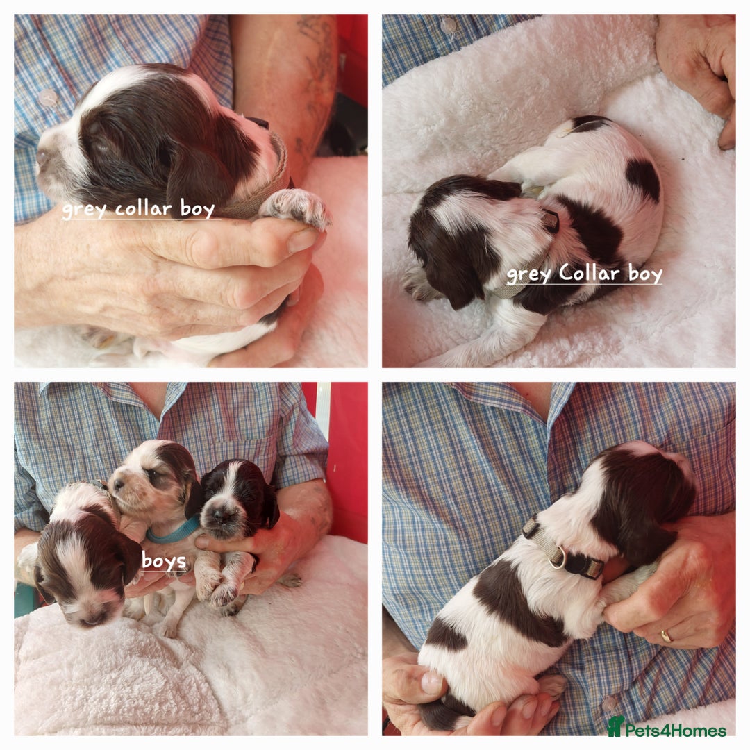 Cocker Spaniel dogs for sale: Kc Reg show type cocker spaniel puppies  - Image 4