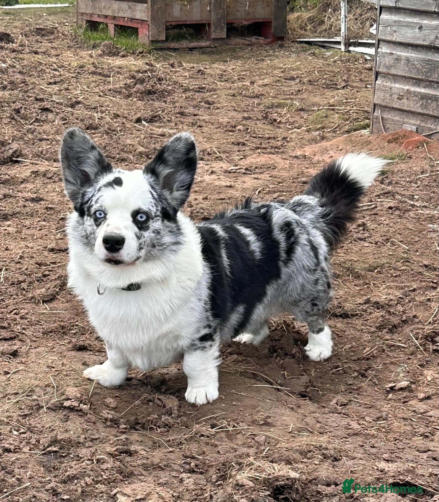 Welsh Corgi Cardigan dogs Proven Blue Merle corgi stud boy.  - Advert 1