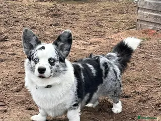 Welsh Corgi Cardigan dogs for stud: Proven Blue Merle corgi stud boy. - Advert 2