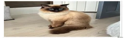 Ragdoll cats for sale: 4 Stunning male pure ragdoll kittens  - Advert 18