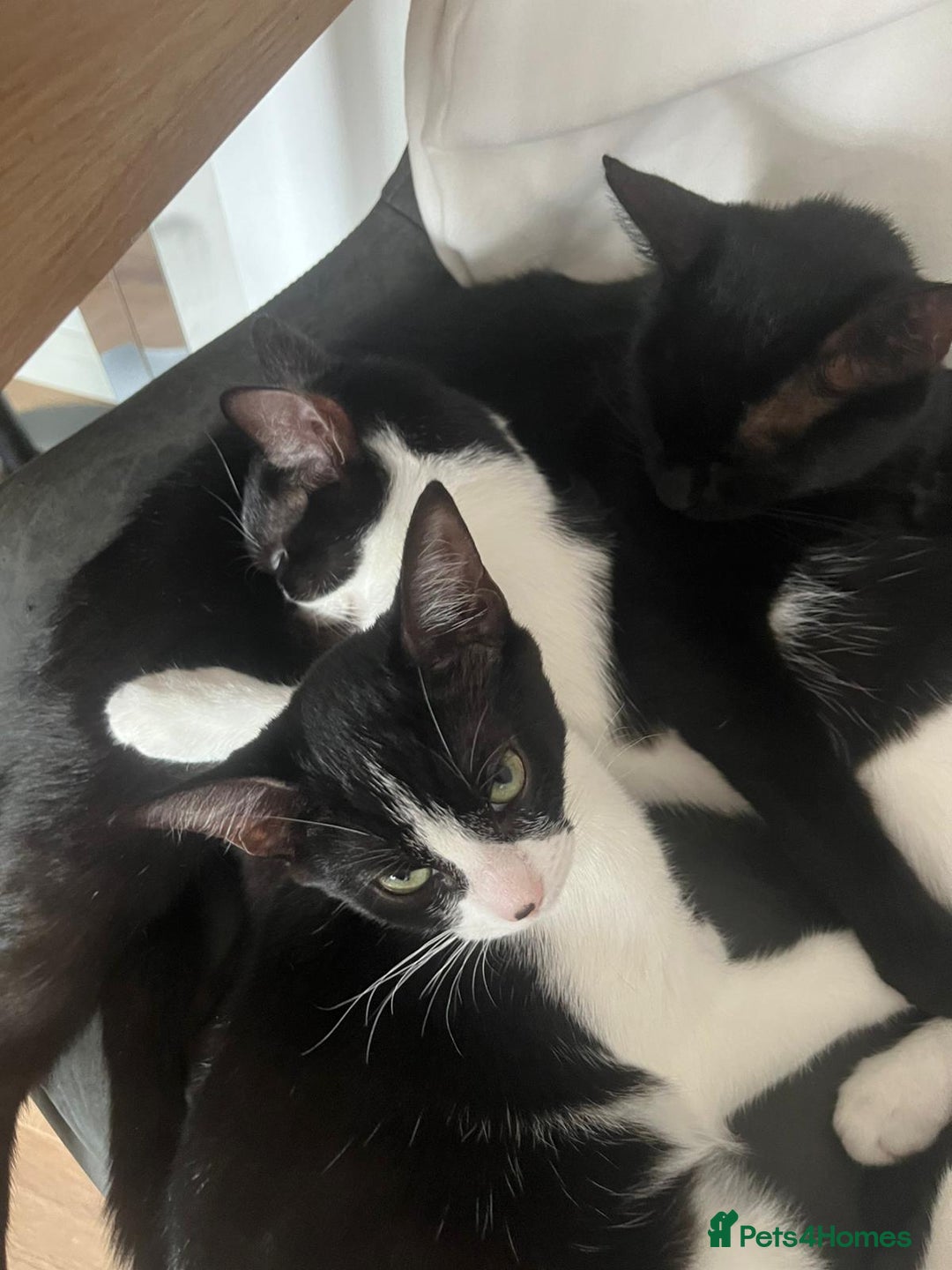 Mixed Breed cats for sale: Two charming female kittens - Image 15