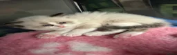 Ragdoll cats for sale: Beautiful Boy Ragdoll Kittens For Sale - Advert 7