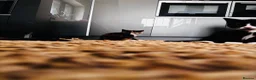 Mixed Breed cats for sale: Beautiful Calico (2) Kittens female Bicolour male  - Advert 5