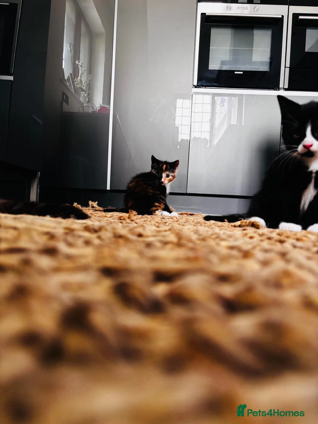 Mixed Breed cats for sale: Beautiful Calico (2) Kittens female Bicolour male  - Advert 5