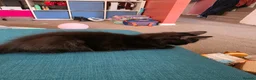 British Shorthair cats for sale: 2 Lovely Black Kittens - Advert 4