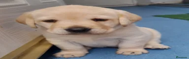 Labrador Retriever Puppy 1