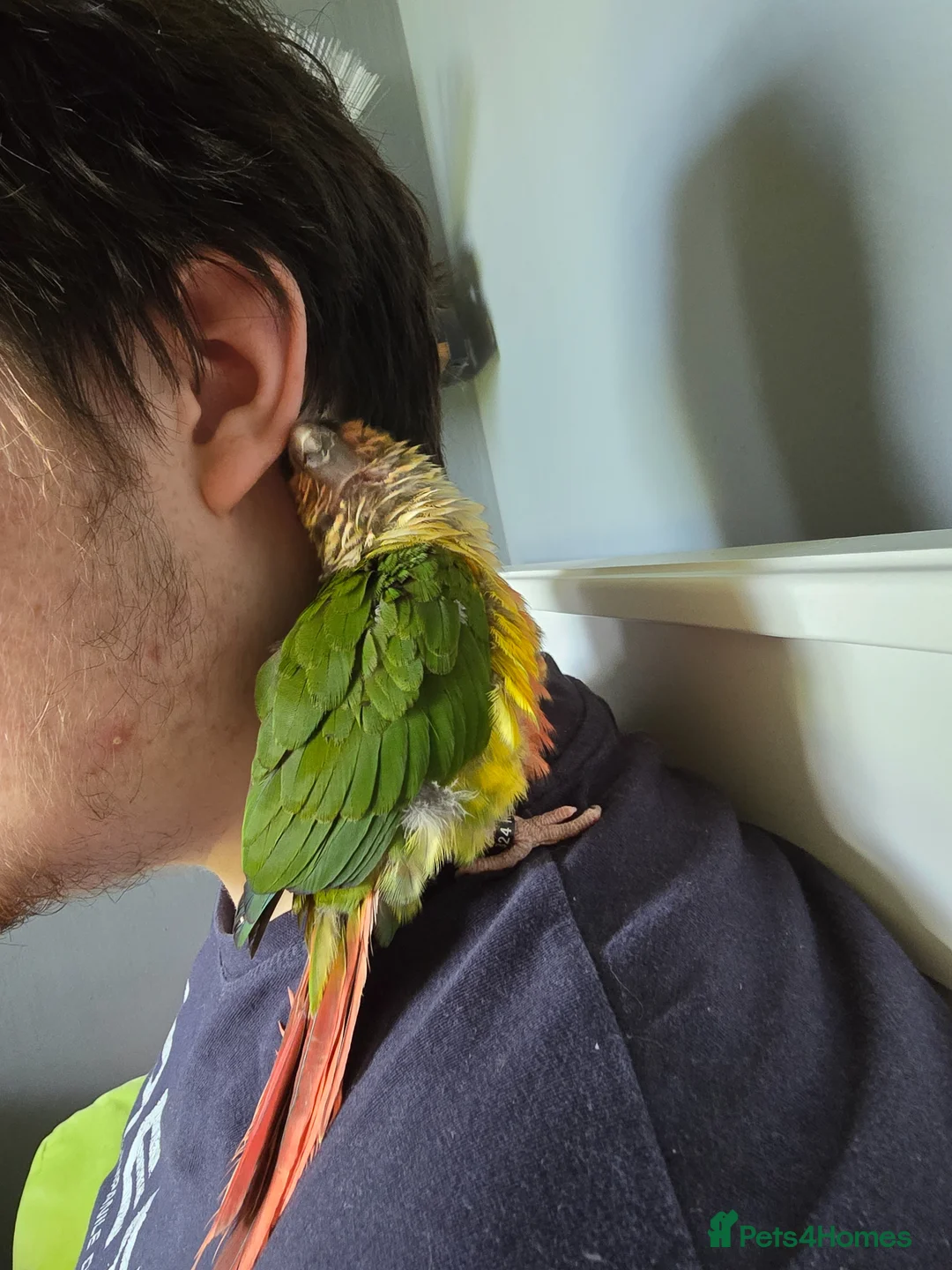 Conures birds for sale: Young Male Green-Cheek Conure - Loving Home Wanted in Chelmsford - Advert 8