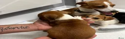 Jack Russell dogs for sale: 6 jack Russel puppies  - Advert 7