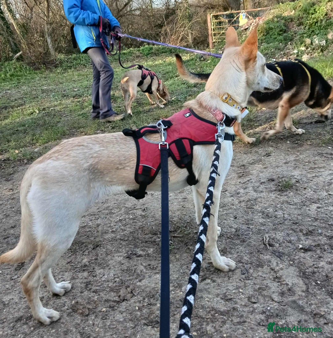 Mixed Breed dogs for adoption: Brooklyn is ready to steal your heart - Advert 9