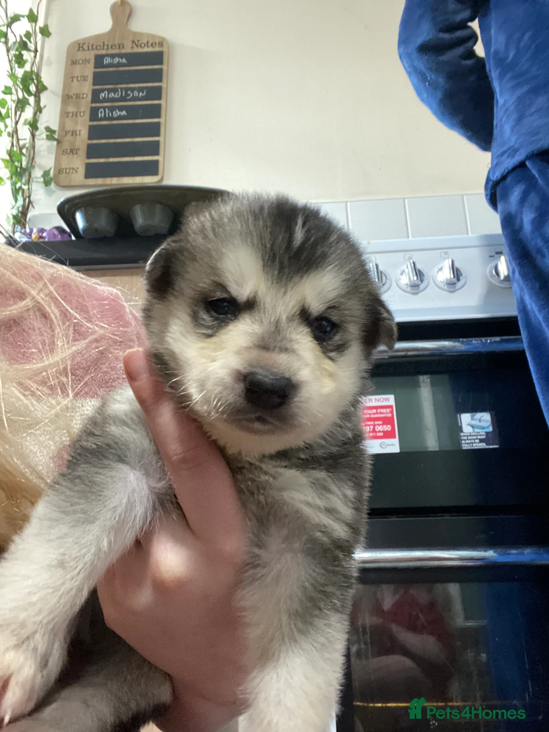 Alaskan Malamute dogs for sale: Alaskan malamute puppies  - Advert 7