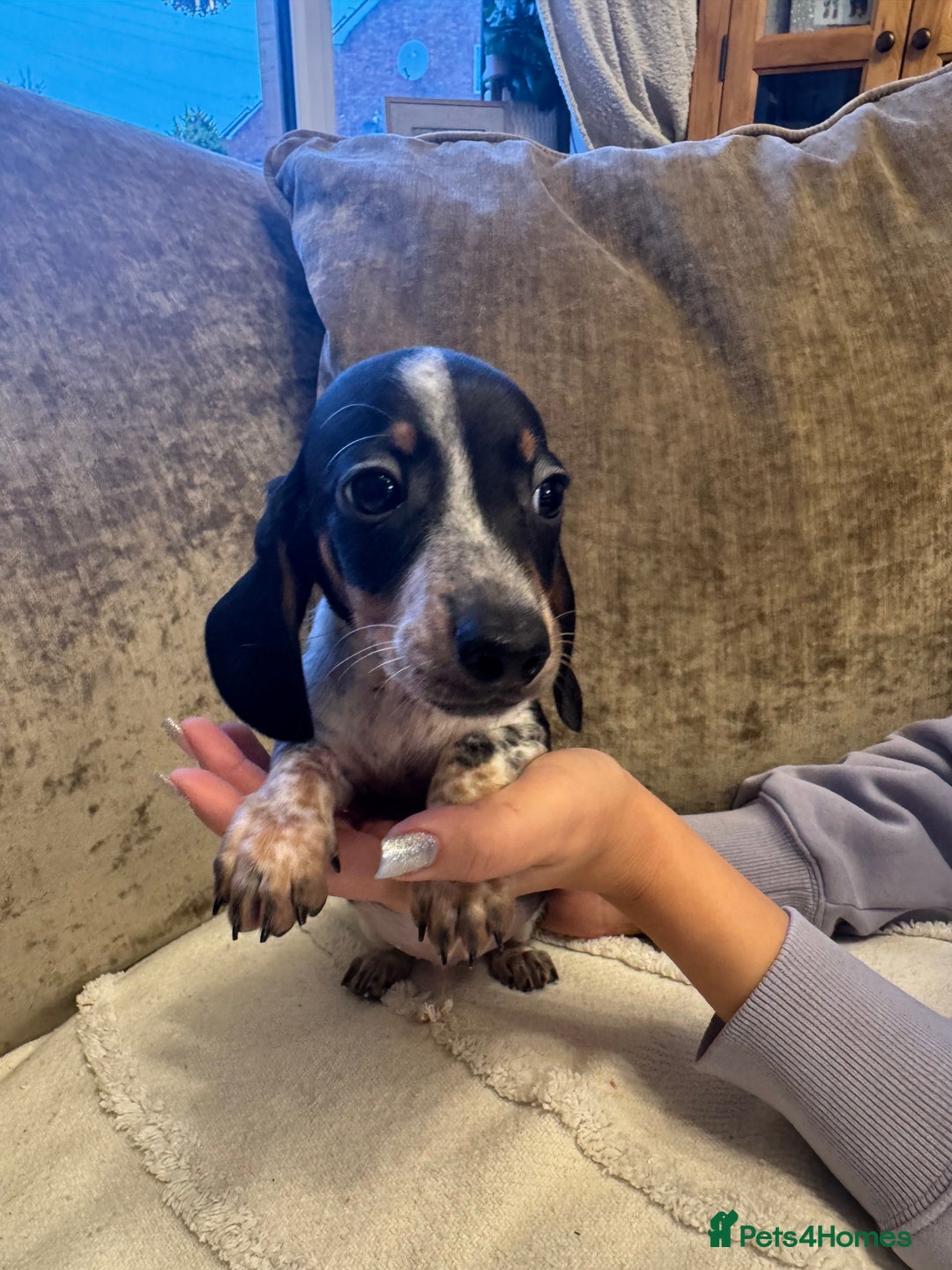 Miniature Dachshund dogs for sale: Miniature Dachshund puppies - Advert 10