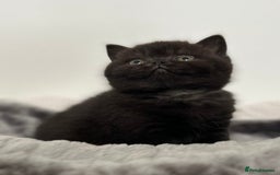 British Shorthair cats for sale: Exceptional BSH Girls, Champion Bloodlines - Advert 6