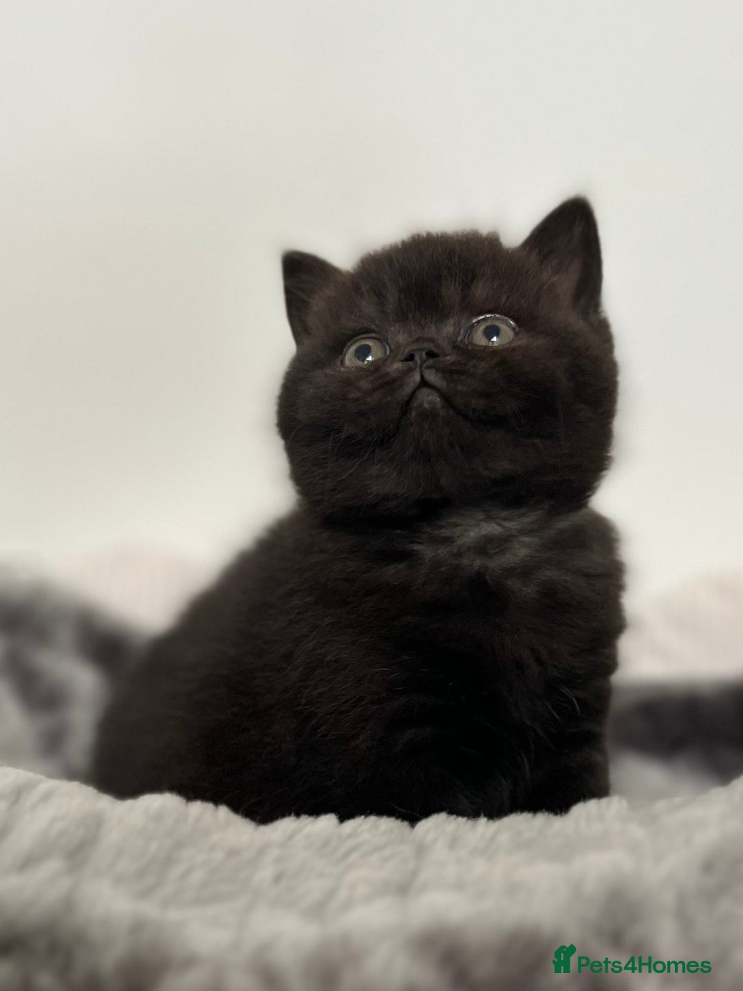 British Shorthair cats for sale: Exceptional BSH Girls, Champion Bloodlines - Advert 6