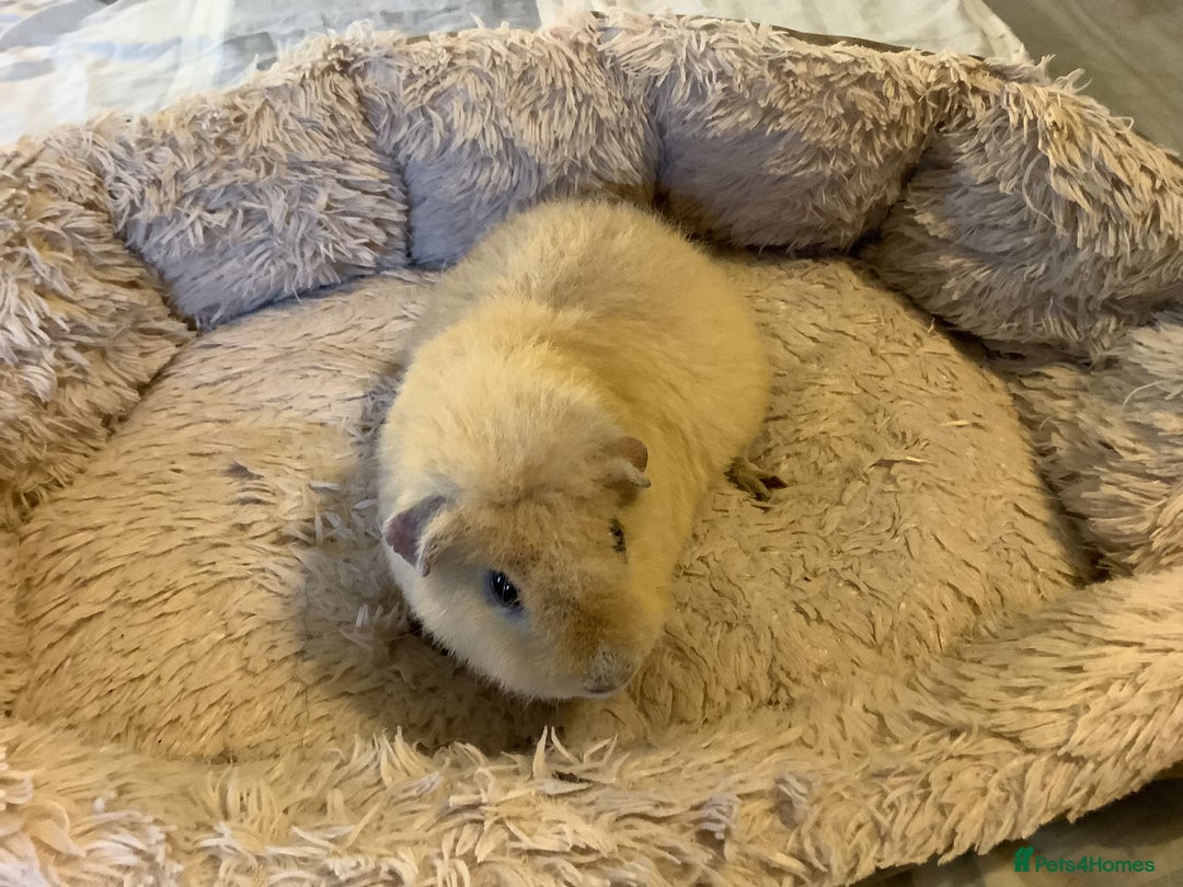 Guinea Pig rodents for sale: Cream Teddy Boar Guinea Pig - Image 4
