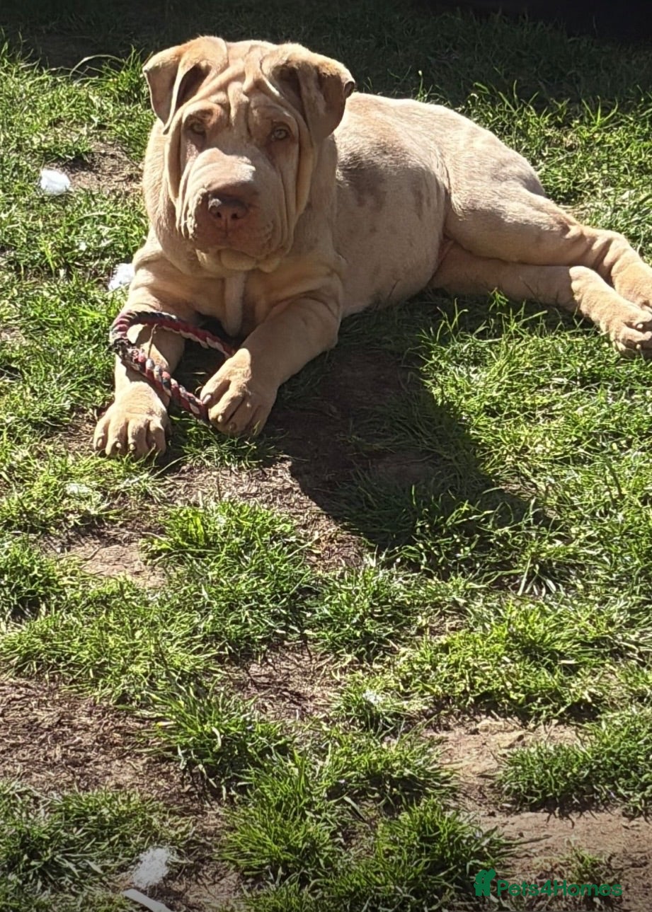 Shar Pei dogs Sharpei - Advert 6