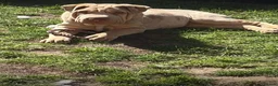 Shar Pei dogs for sale: Sharpei - Advert 1