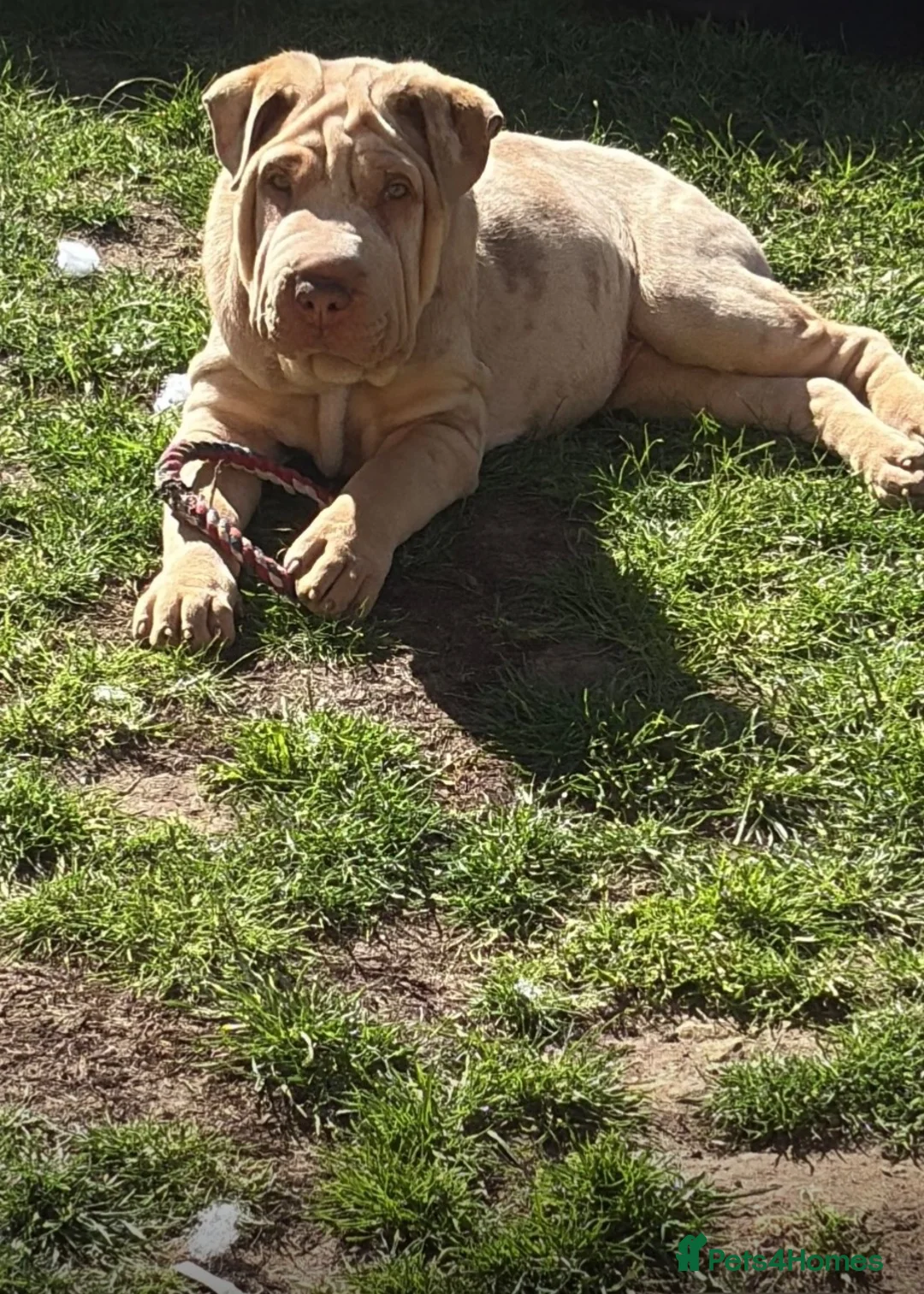 Shar Pei dogs for sale: Sharpei - Advert 1
