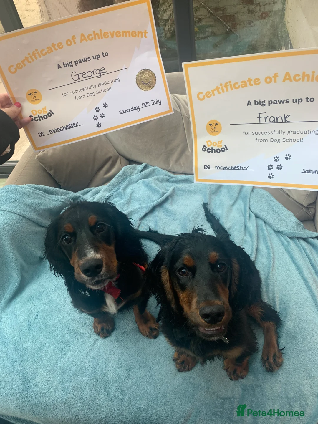 Cocker Spaniel dogs for stud: Black, white and tan Cocker Spaniel for stud - Advert 3