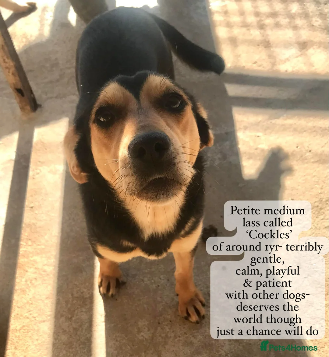 Mixed Breed dogs for adoption: Cockles, approx 1 yr. Available for adoption. - Advert 1