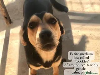 Mixed Breed dogs Cockles, approx 1 yr. Available for adoption. - Advert 2