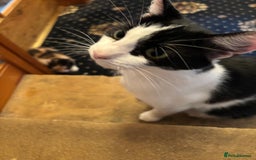 Maine Coon cats for sale: Maine Coon Mix Kittens - Image 5