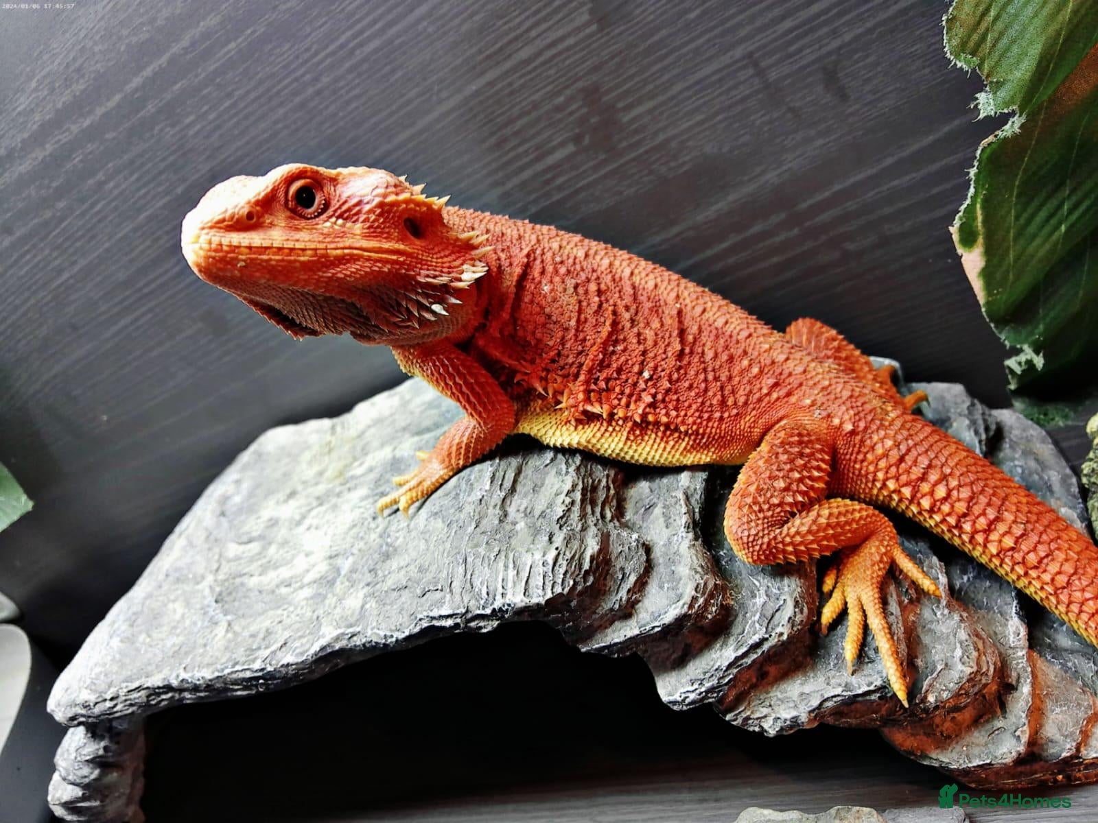 Bearded Dragon reptiles Orange Beardy & Vivarium 🧡Bearded Dragon/Vivarium - Advert 1