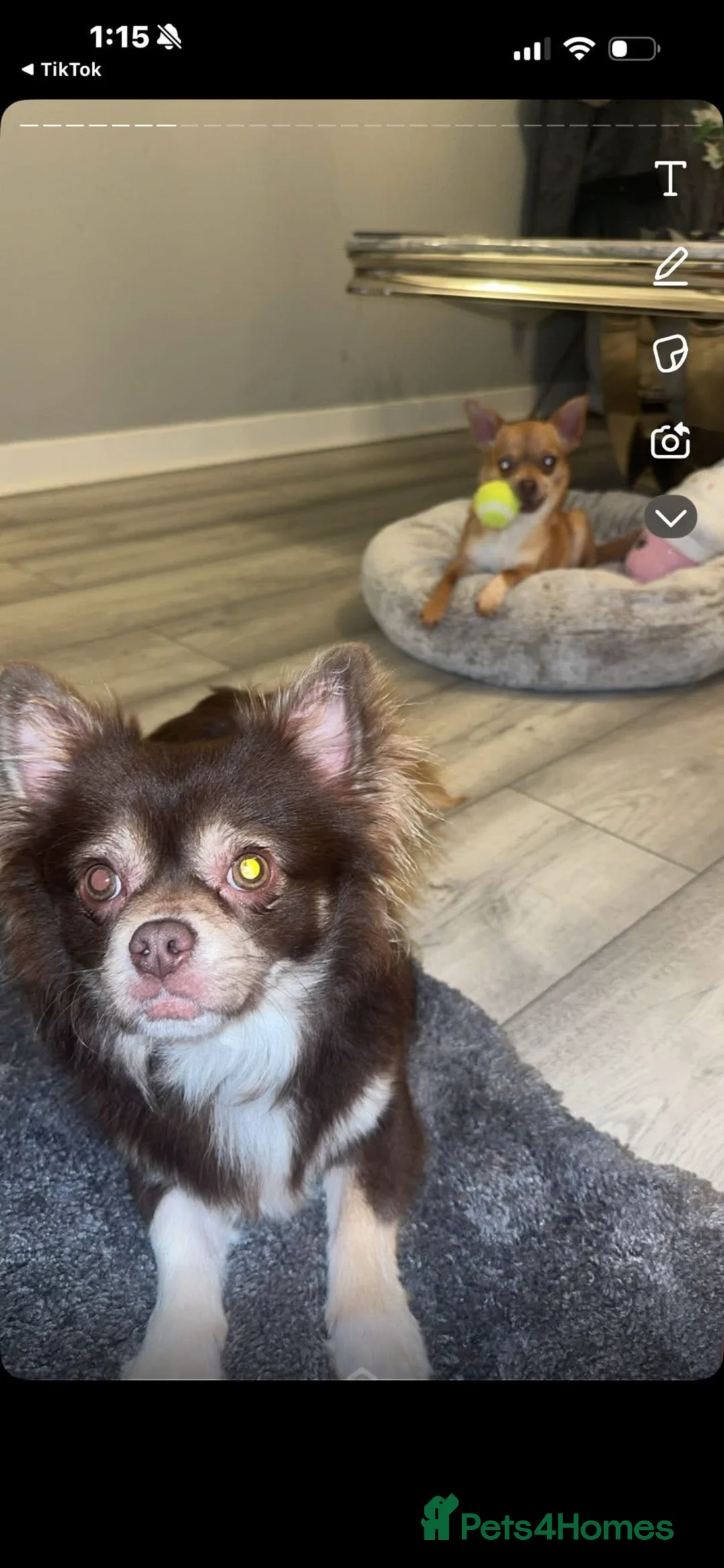 Chihuahua dogs for sale: Beautiful chihuahuas puppies for sale  - Advert 3