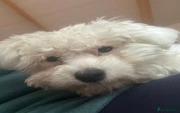 Mixed Breed dogs for adoption: Max - In Ayr Looking for a home  - Image 4