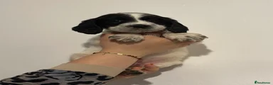 English Springer Spaniel 5