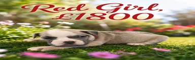 Olde English Bulldogge 4