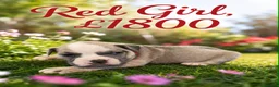 Olde English Bulldogge dogs for sale: 12 olde English bulldogs  - Advert 12