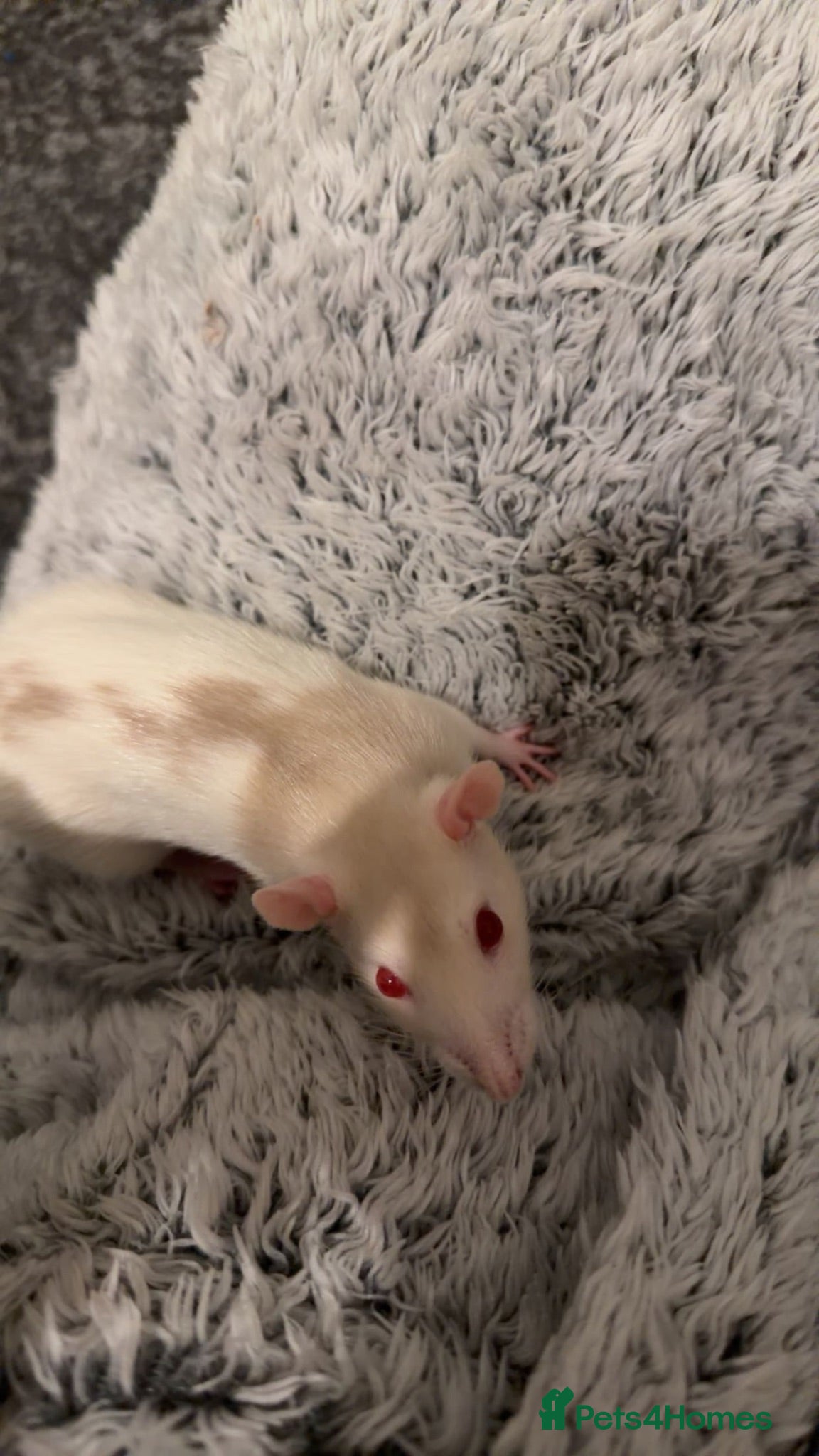 Rat rodents 2 Male Rats! NEED GONE ASAP! - Advert 8