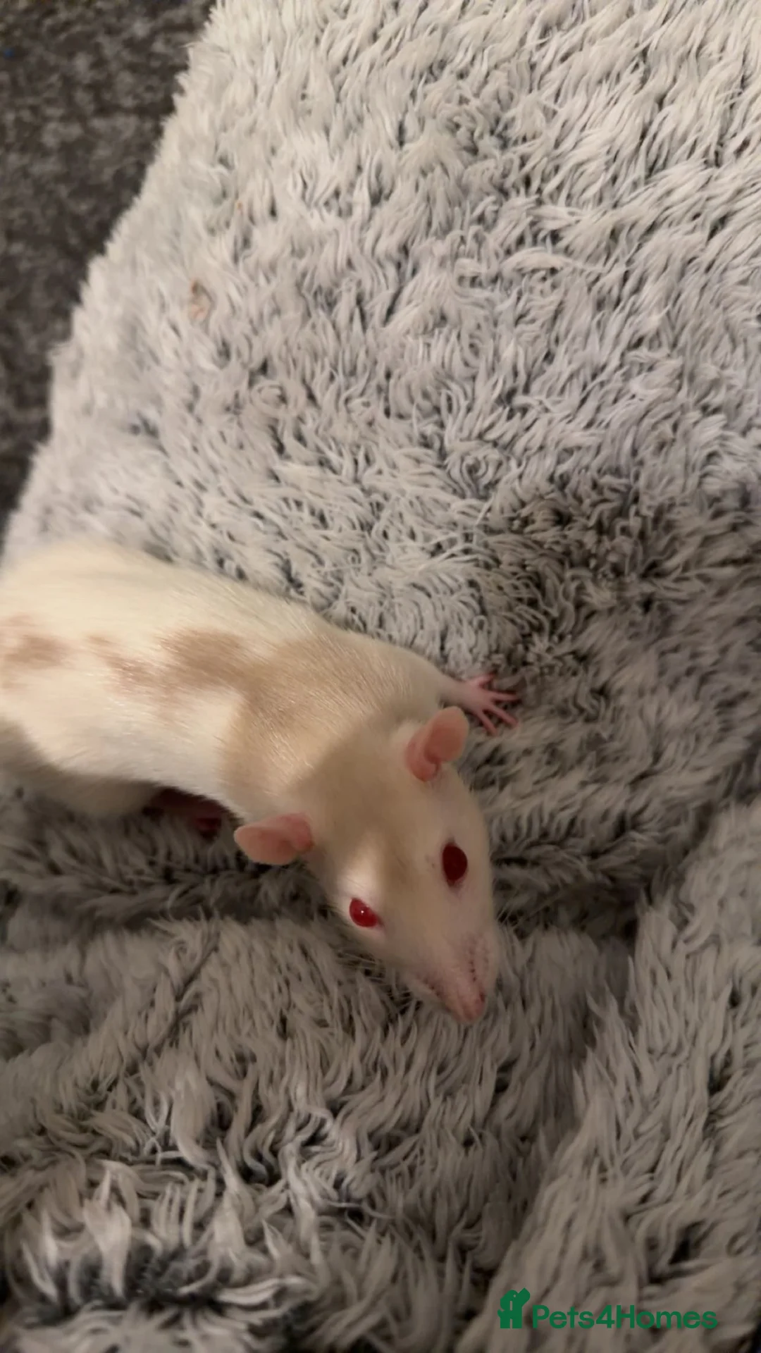 Rat rodents for sale: 2 Male Rats! NEED GONE ASAP! - Advert 1