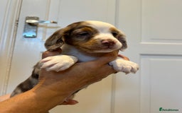 Cocker Spaniel dogs for sale: Super rare and unique show type dna tested Kc reg  - Image 7