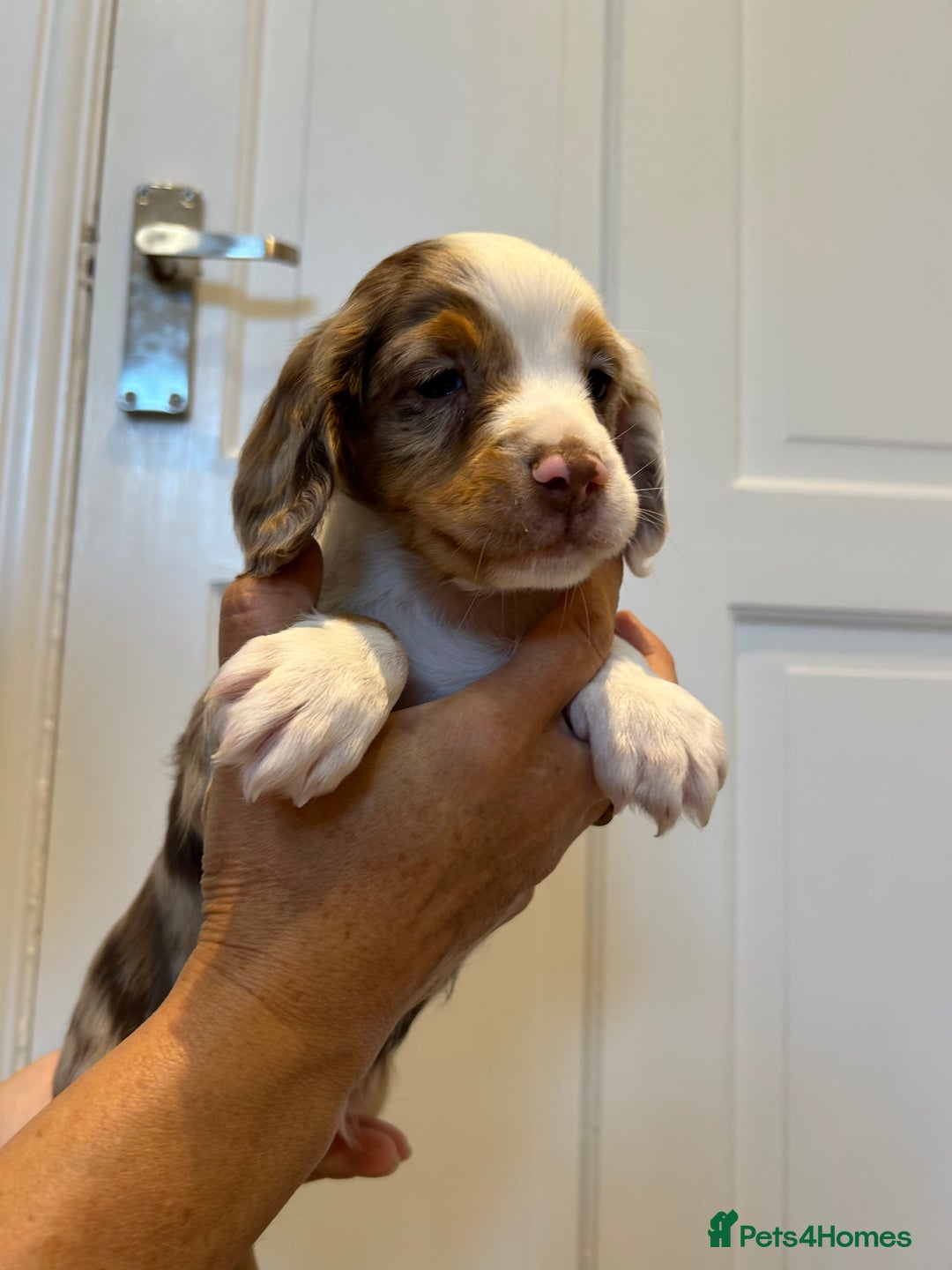 Cocker Spaniel dogs for sale: Super rare and unique show type dna tested Kc reg  - Image 7