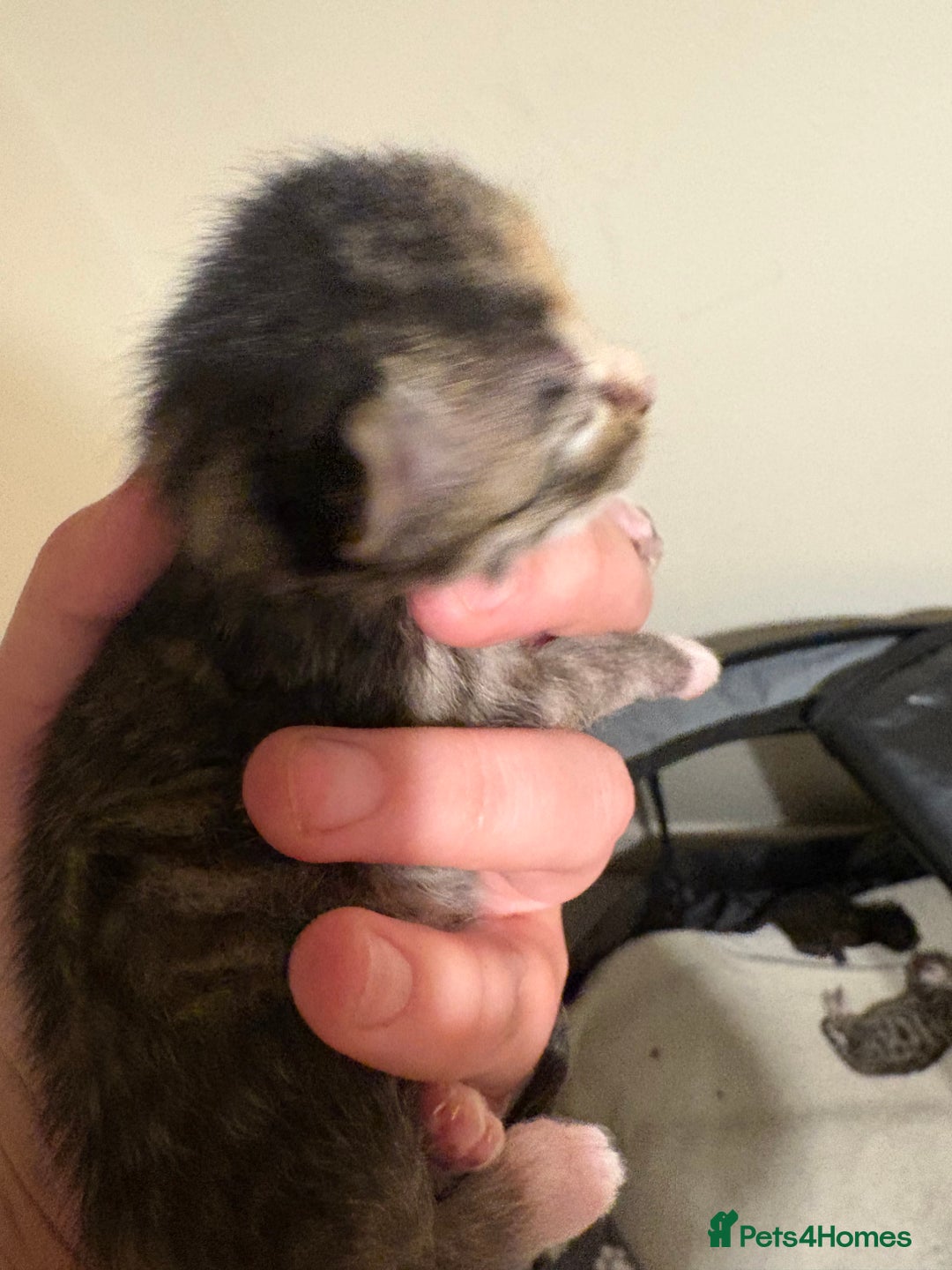 Domestic Shorthair cats for sale: Kitten for sale  - Image 2